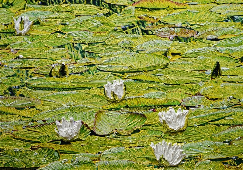 Katharina Gierlach — Nymphaea alba