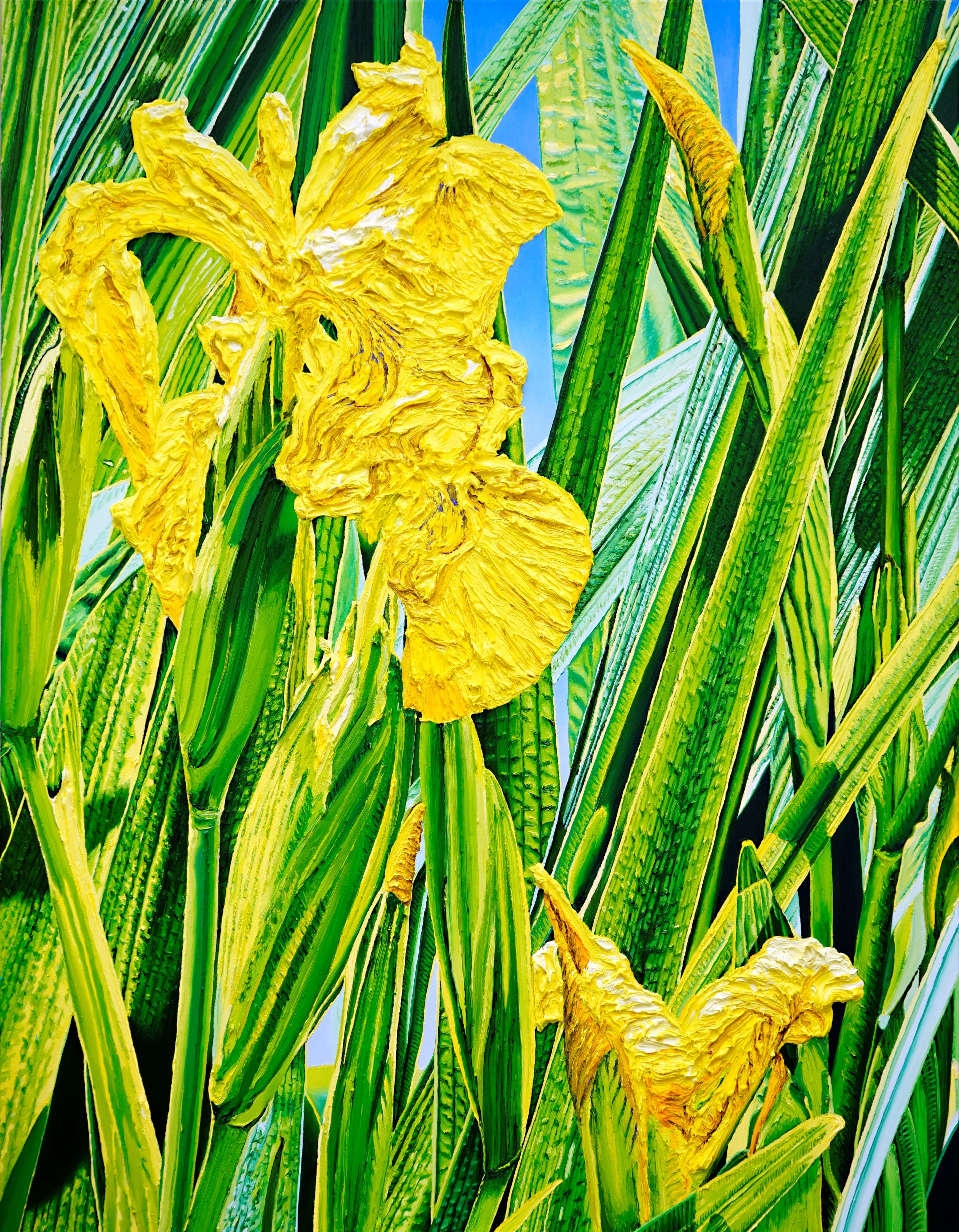 Katharina Gierlach — Sumpfschwertlilie Iris pseudacorus